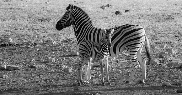 20220419_namibia-20955.jpg