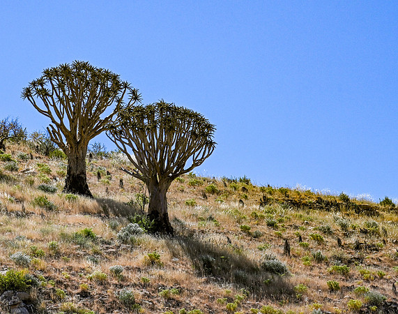 20220419_namibia-1918.jpg