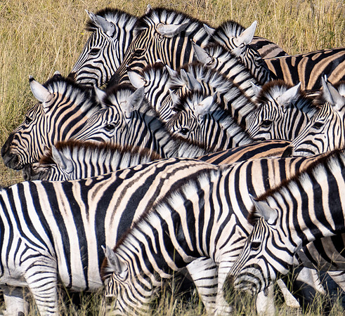 20220419_namibia-18125.jpg