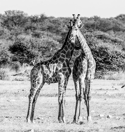 20220419_namibia-20845.jpg