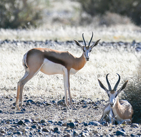 20220419_namibia-7027.jpg