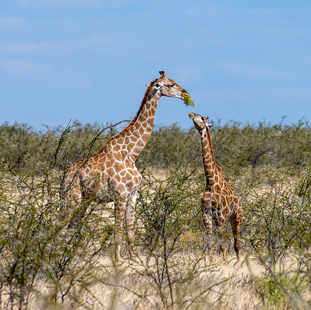 20220419_namibia-19101.jpg