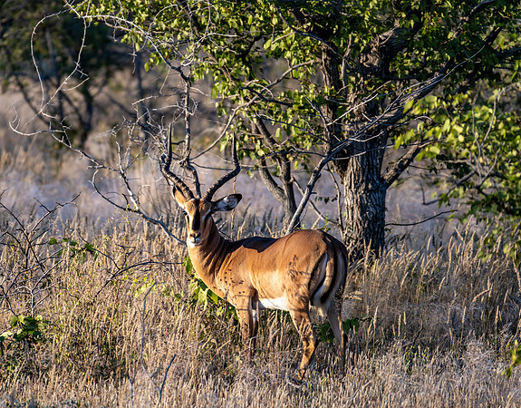 20220419_namibia-18637.jpg