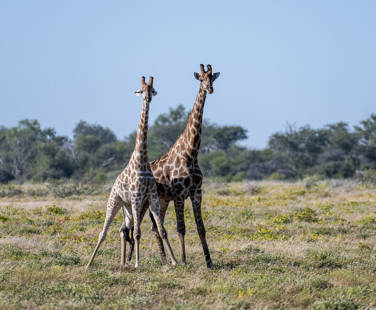 20220419_namibia-21467.jpg