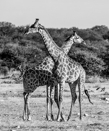 20220419_namibia-21773-2.jpg