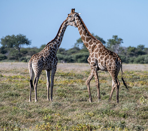 20220419_namibia-22024.jpg