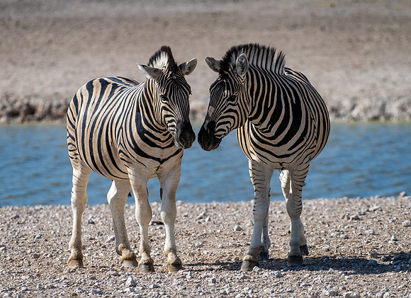 20220419_namibia-18865.jpg