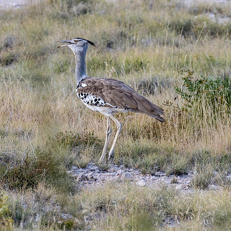 20220419_namibia-15579.jpg