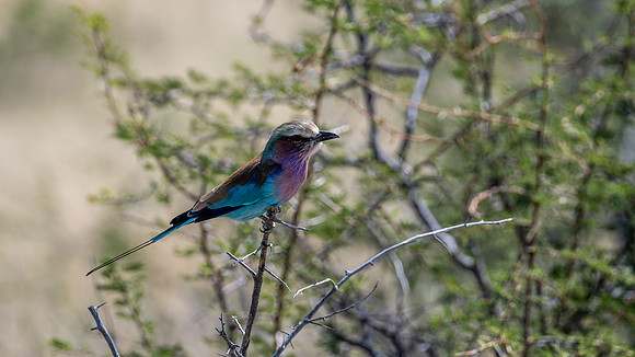 20220419_namibia-21765.jpg