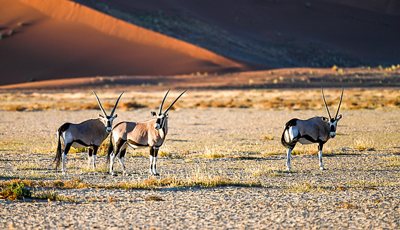 20220419_namibia-7478.jpg
