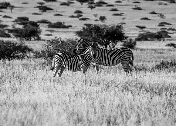 20220419_namibia-17505-2.jpg