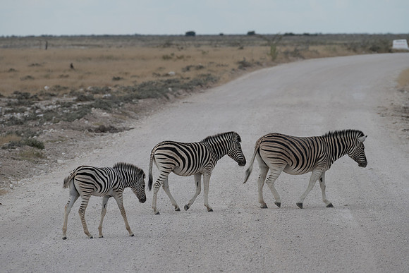 20220419_namibia-15815.jpg
