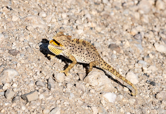 20220419_namibia-14283.jpg
