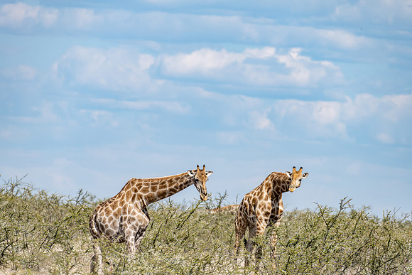 20220419_namibia-18751.jpg