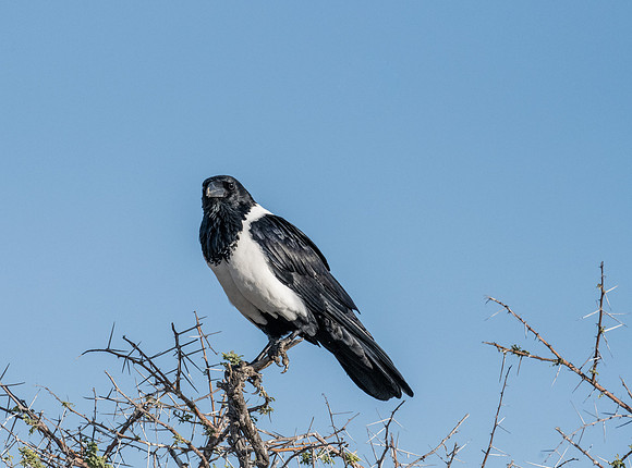 20220419_namibia-18346.jpg