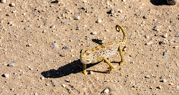 20220419_namibia-14605.jpg