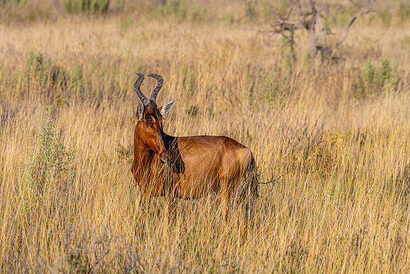 20220419_namibia-17989.jpg