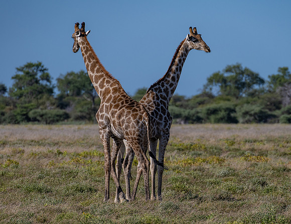 20220419_namibia-22177.jpg