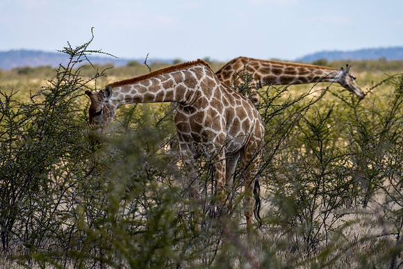 20220419_namibia-18461.jpg