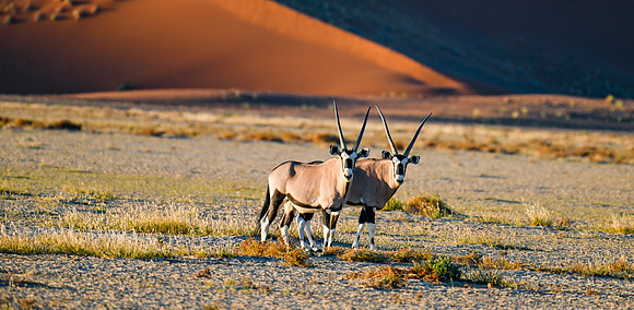 20220419_namibia-7437-3.jpg