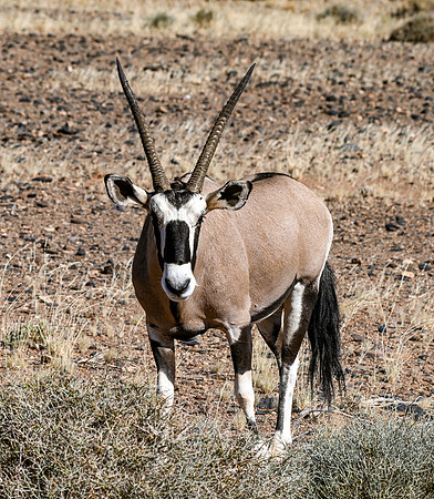 20220419_namibia-6820.jpg