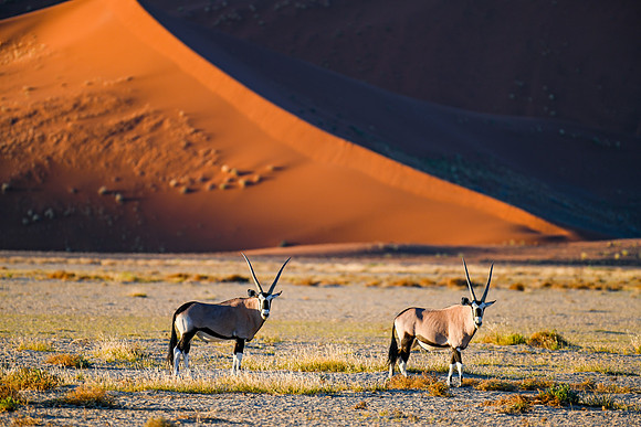 20220419_namibia-7415.jpg