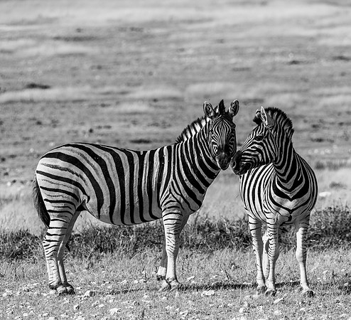 20220419_namibia-19771-2.jpg