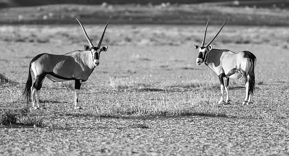 20220419_namibia-7454-2.jpg