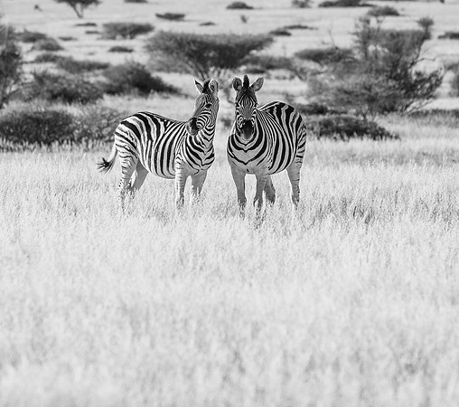 20220419_namibia-17045.jpg