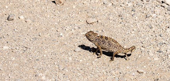 20220419_namibia-14457.jpg