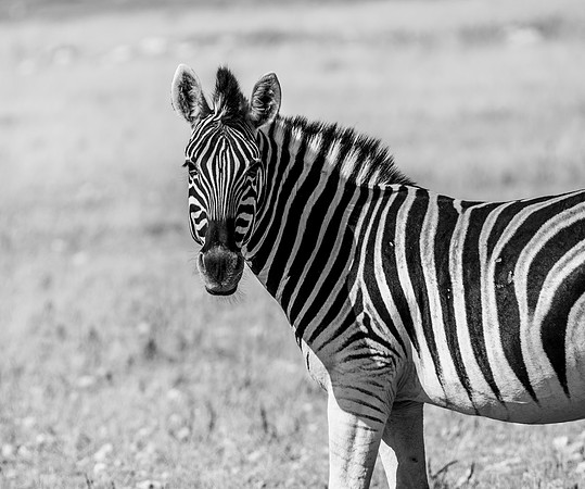 20220419_namibia-19639-2.jpg
