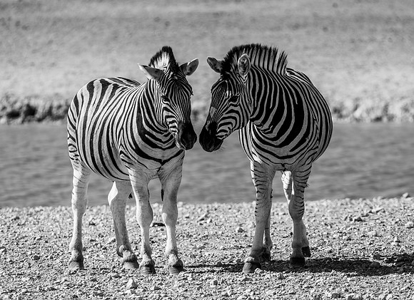 20220419_namibia-18865-2.jpg