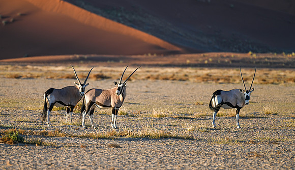 20220419_namibia-3630.jpg