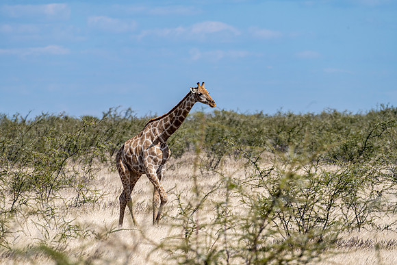 20220419_namibia-17812.jpg