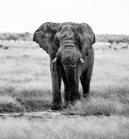 20220419_namibia-20847-2.jpg