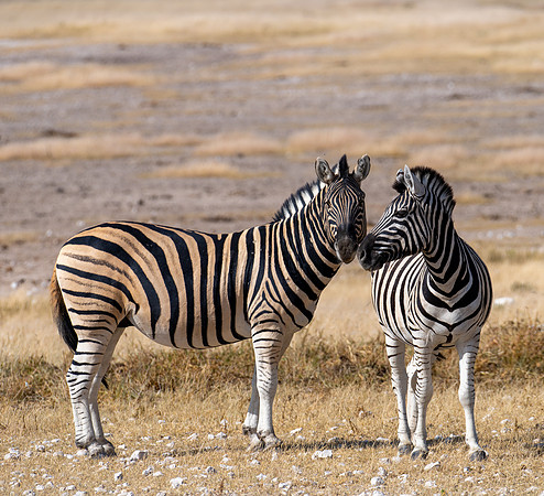 20220419_namibia-19771.jpg