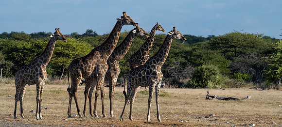20220419_namibia-21726.jpg