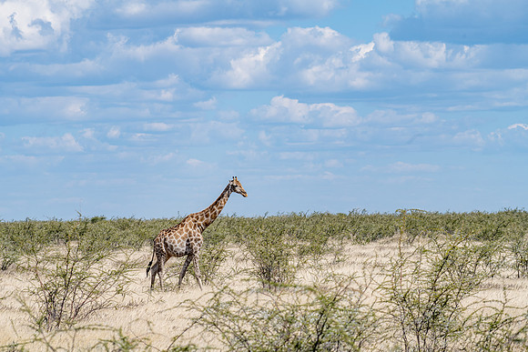20220419_namibia-17898.jpg