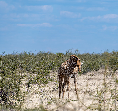 20220419_namibia-19233.jpg