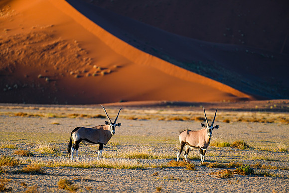 20220419_namibia-7418.jpg