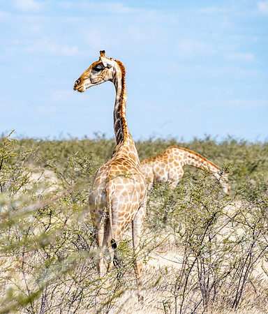 20220419_namibia-18581.jpg