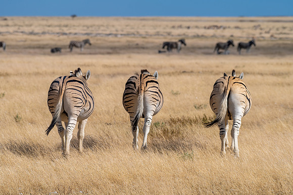 20220419_namibia-18016.jpg