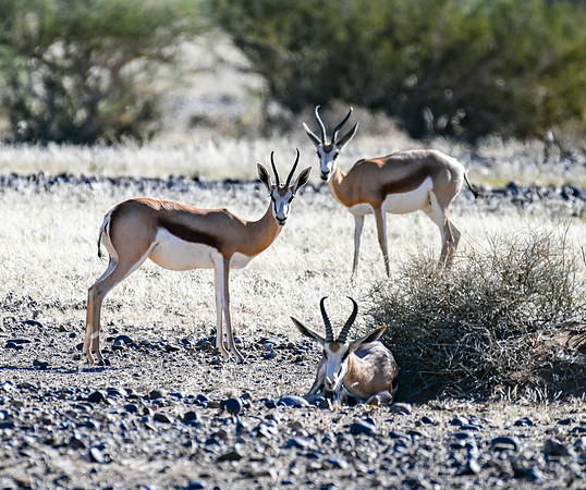 20220419_namibia-4104.jpg