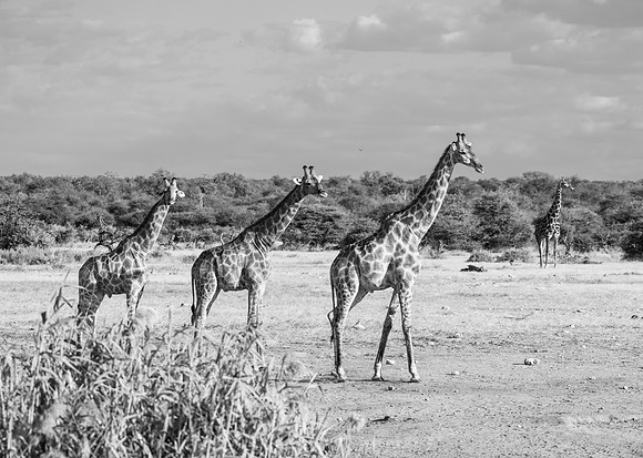 20220419_namibia-21784-2.jpg