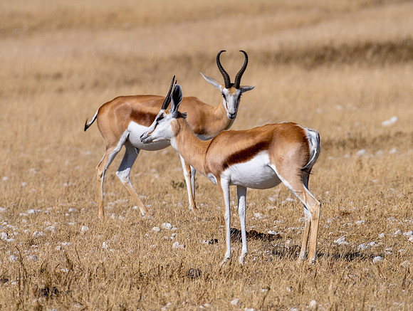 20220419_namibia-18356.jpg