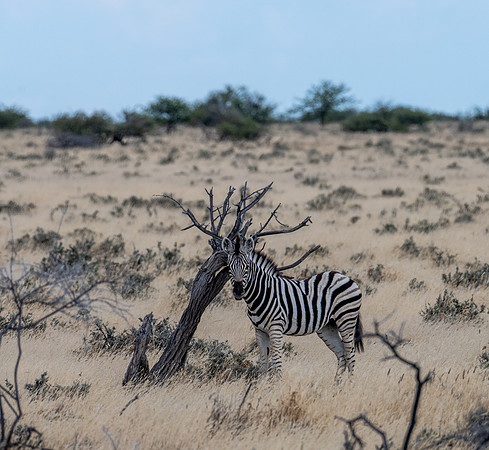 20220419_namibia-16447.jpg