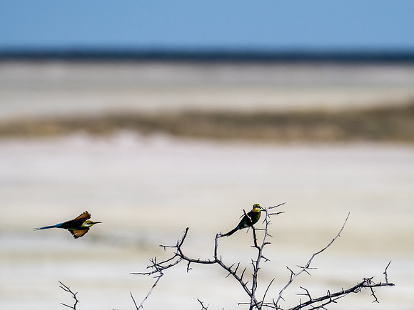 20220419_namibia-21045.jpg