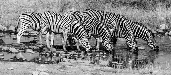 20220419_namibia-18828-2.jpg