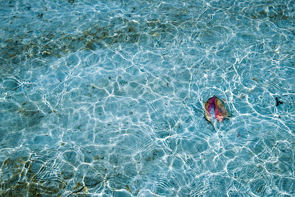 20150808_les_cat_cay_00596