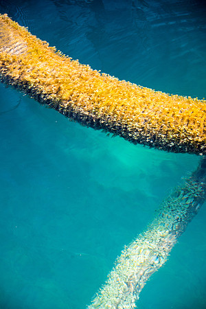 20150803_les_cat_cay-65